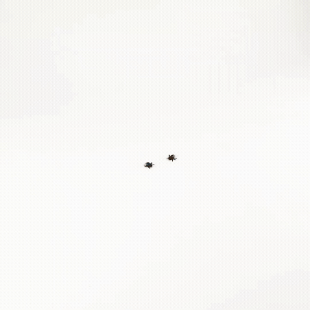 nv2195.gif